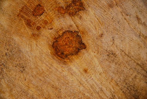 Hickory Log home and deck restoration services 